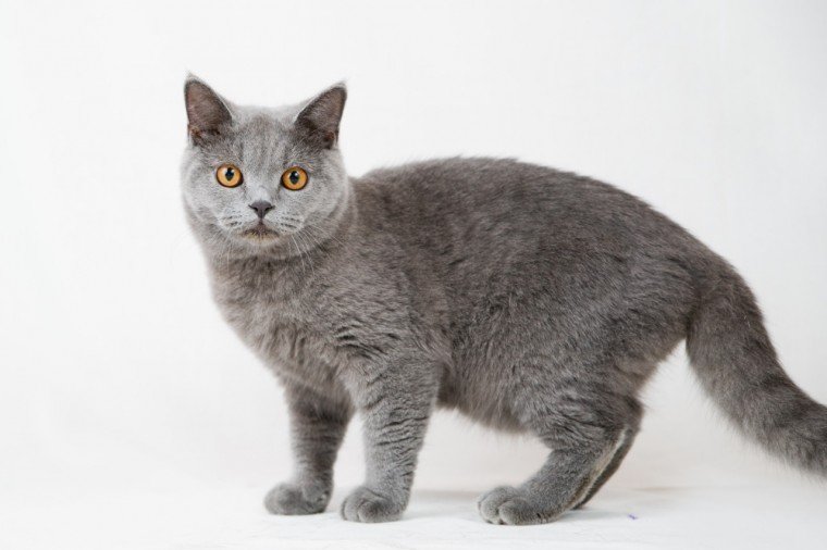  British Shorthair 