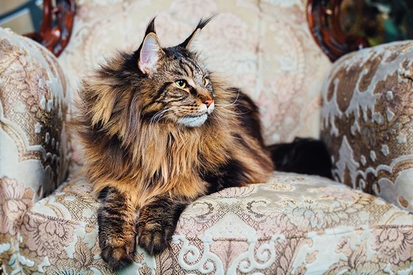 Maine Coon