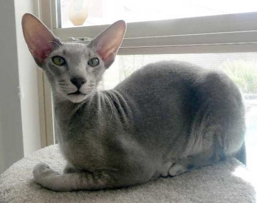 Peterbald