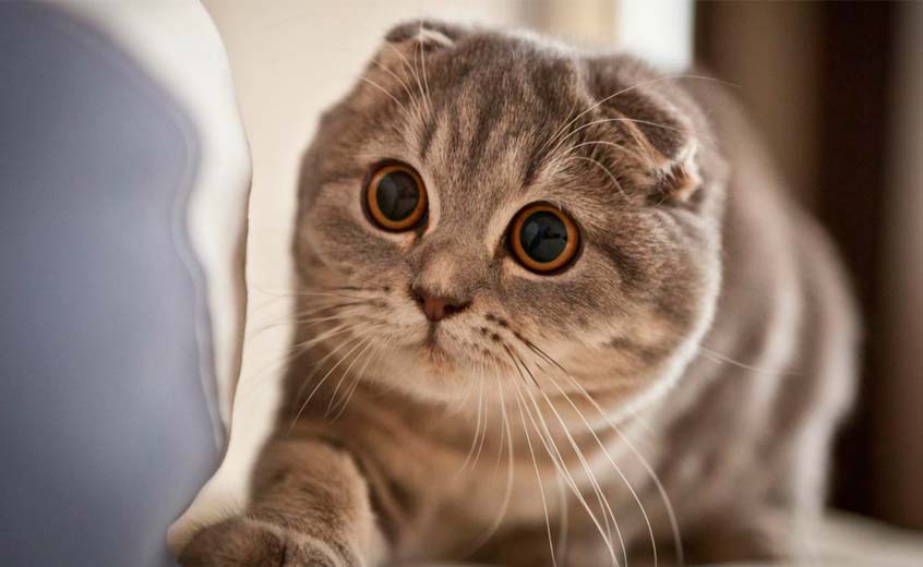 Scottish Fold