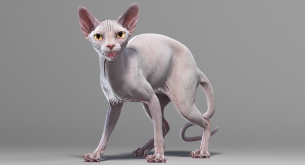 Sphynx