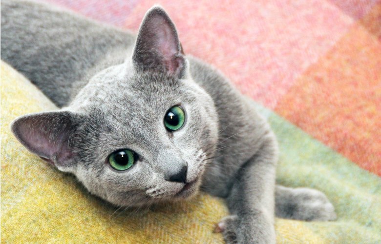 Russian Blue