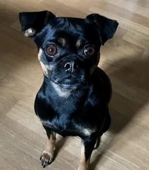 Mestiço de Pug com Pinscher