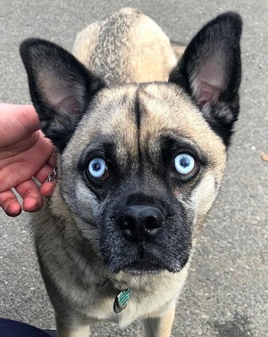 Mestiço de Pug com Husky