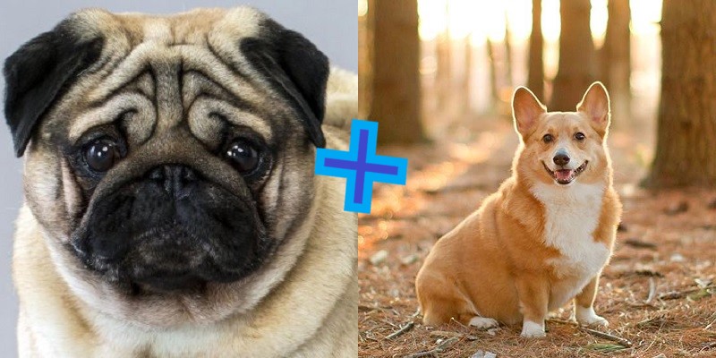 Mestiço de Pug com Corgi