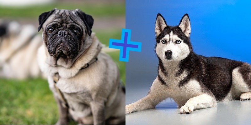 Mestiço de Pug com Husky