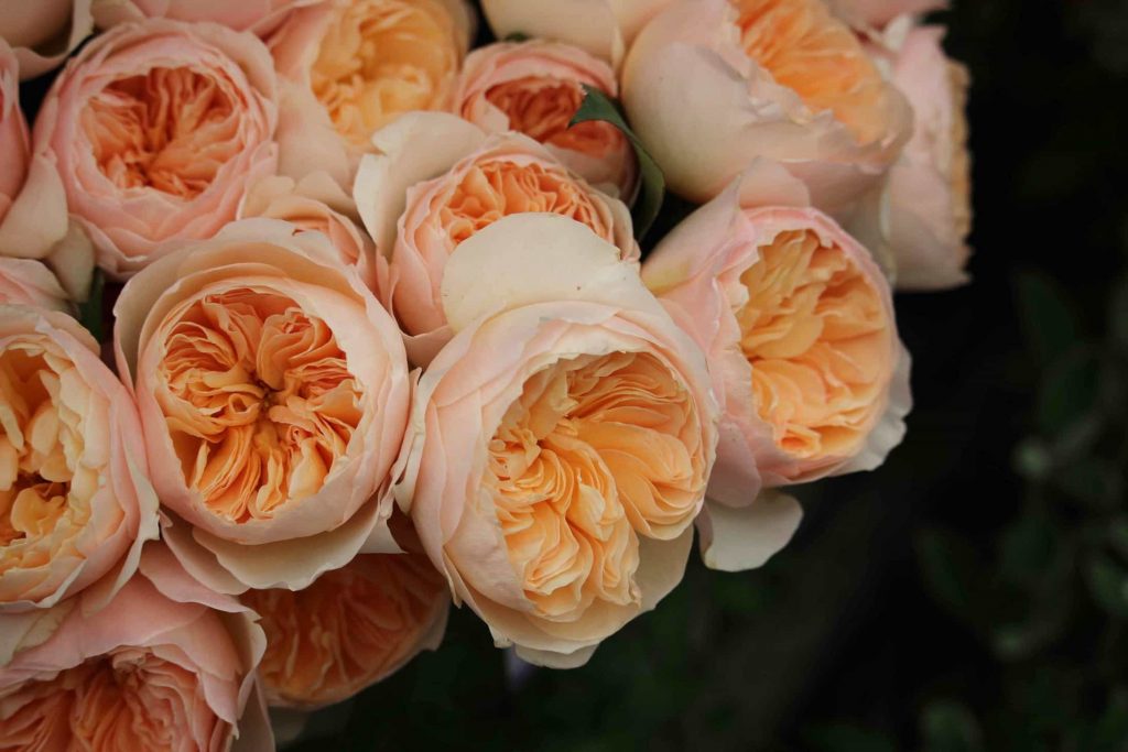 Rosa Juliet a flor mais cara do mundo