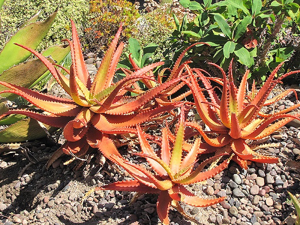 Aloe cameronii