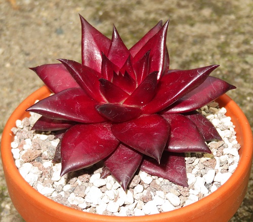 Echeveria-agavoides-Wine-Red