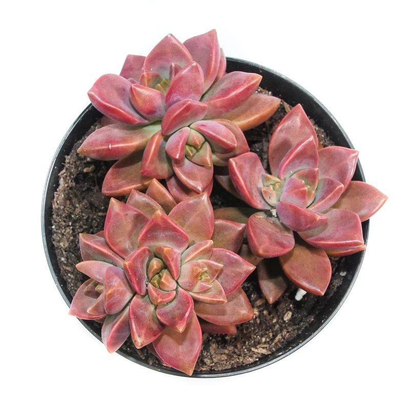 Graptosedum California Sunset