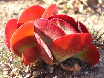 Kalanchoe luciae