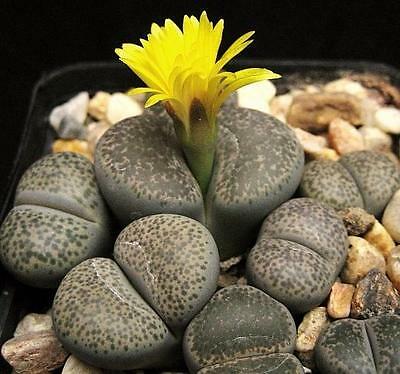 Lithops