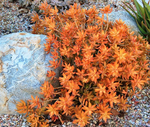 Sedum nussbaumerianum