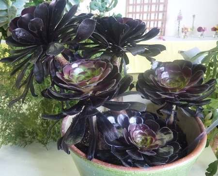 aeonium-arboreum-zwartkop