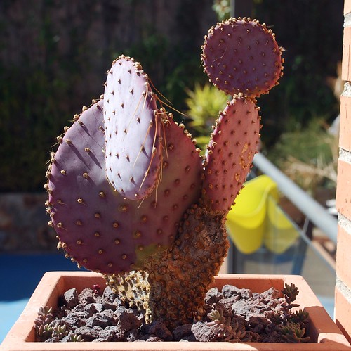 opuntia santa rita