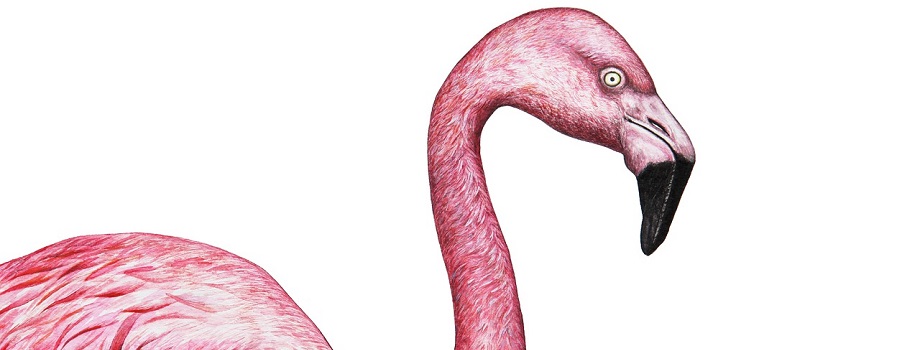 artigos de flamingo