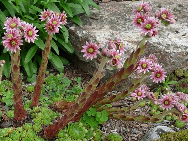 Flor da suculenta "sempre viva"