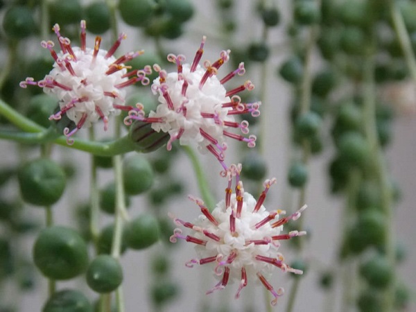 Flor da suculenta "colar de pérolas"