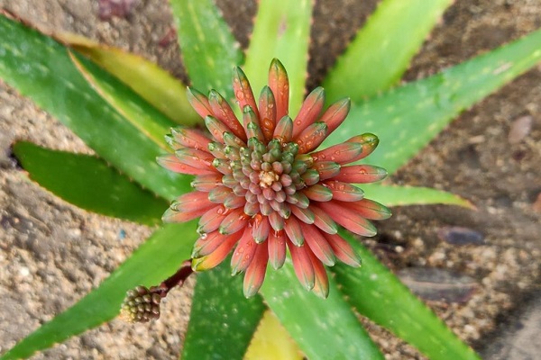 flor da aloe vera