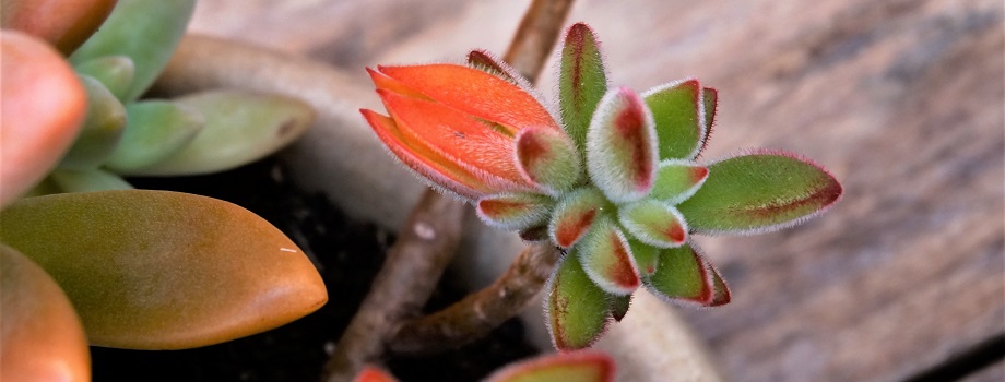 flor echeveria pulvinata