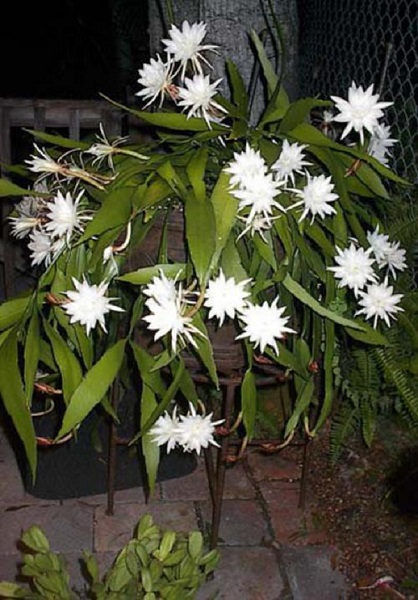 Floração do cacto cereus