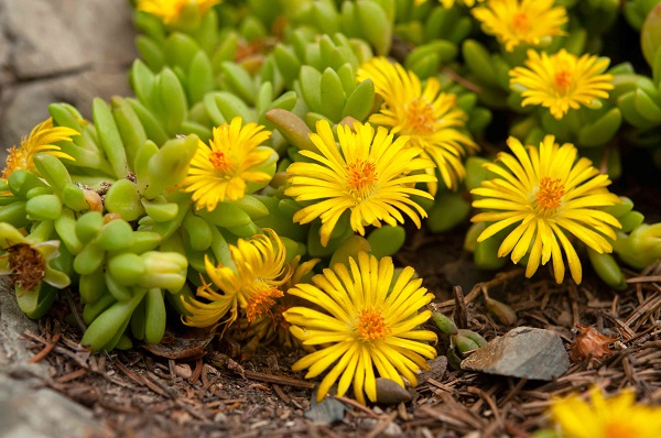 Flor da suculenta delosperma