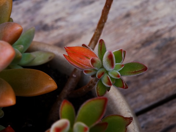 Flor da echeveria pulvinata