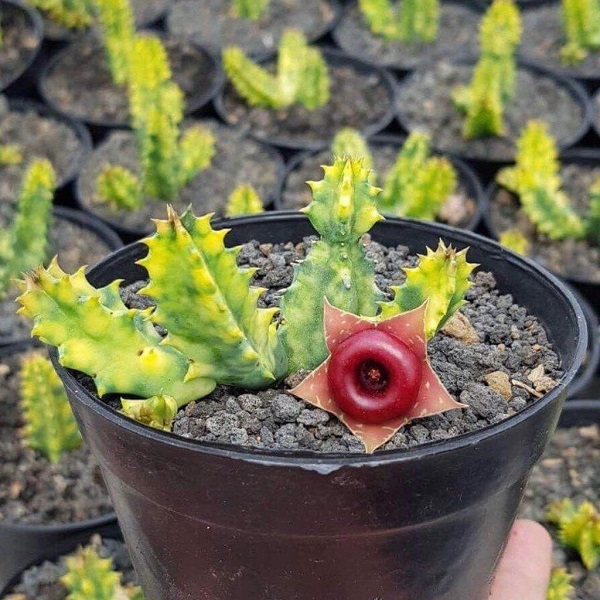 Flor da suculenta huernia