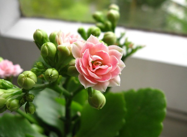 Floração da Kalanchoe flor-da-fortuna