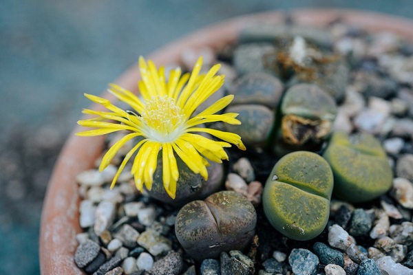 Flor do cacto pedra