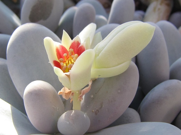 Flor da suculenta "pedra da lua"